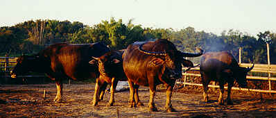 Wasserbueffel, Ban Doi Ngam, Chiang Saen, Chiang Rai  (14.9 K)